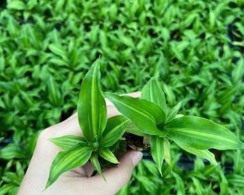 Thiết mộc lan thùng 512c #g2