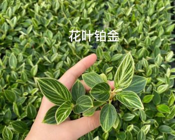 Đế sọc thùng 640c #g2