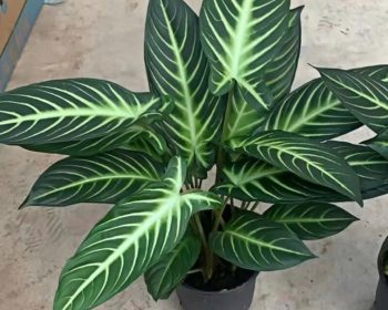 Caladium lindenii thùng 420c #g2