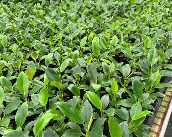 Đế vương xanh thùng 640c #a8
